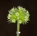 Clustered blacksnakeroot